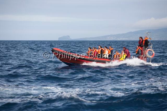 Portugal Acores 10.JPG - Portugal, Açores, au large de l'île de Faial, observation des baleines et des dauphins